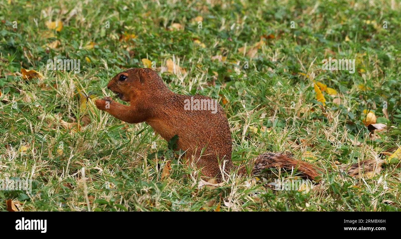 Ungestreiftes Ground Squirrel, Xerus rutilus, Erwachsenenessen, Tsavo Parc in Kenia Stockfoto