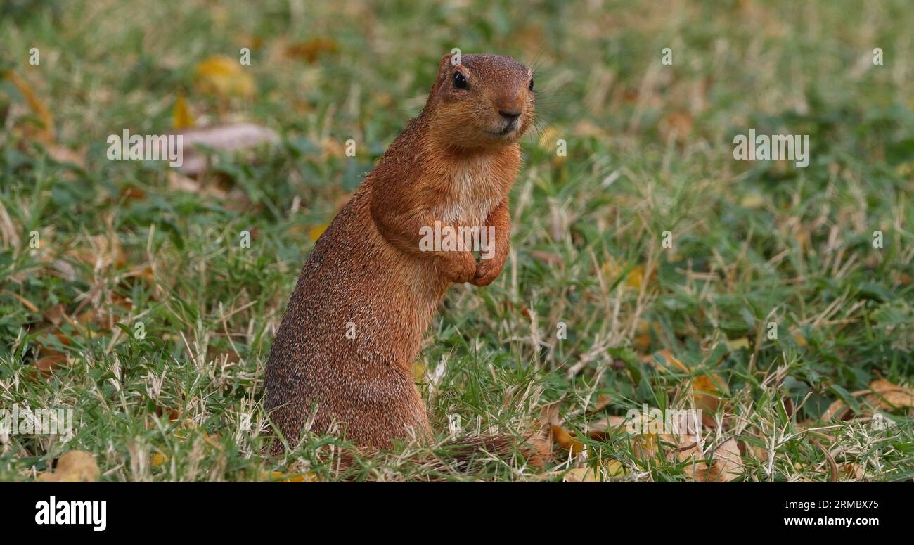 Ungestreiftes Ground Squirrel, Xerus rutilus, Erwachsenenessen, Tsavo Parc in Kenia Stockfoto