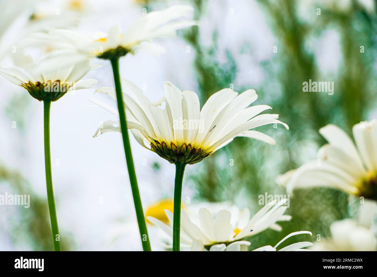 Blick von unten auf die weißen Gänseblümchen im Garten. Kamillenblüten vor blauem Himmel. Sommer natürlicher Hintergrund. Stockfoto
