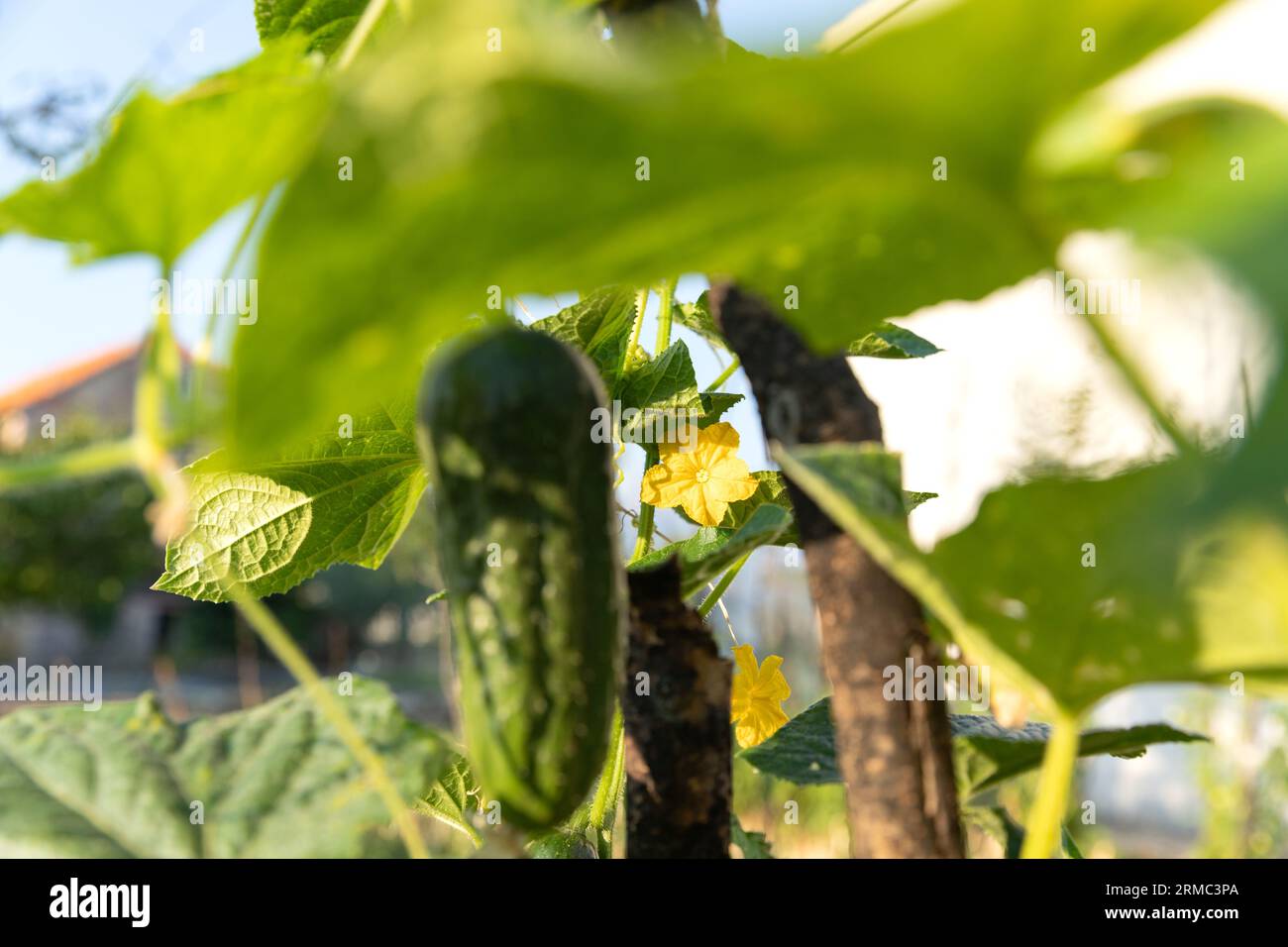 Gurkenernte. Auf dem Bauernhof wachsen Gurken. Blätter, Blüten und Früchte von Gurken. Stockfoto