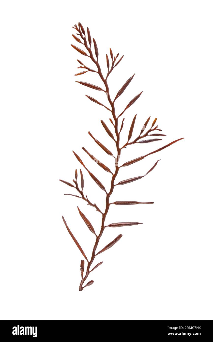 Halidrys siliquosa Braunalgen isoliert auf weiß. Pod-Gras oder Meereseiche dunkler Zweig mit Gefäßen Schoten. Stockfoto