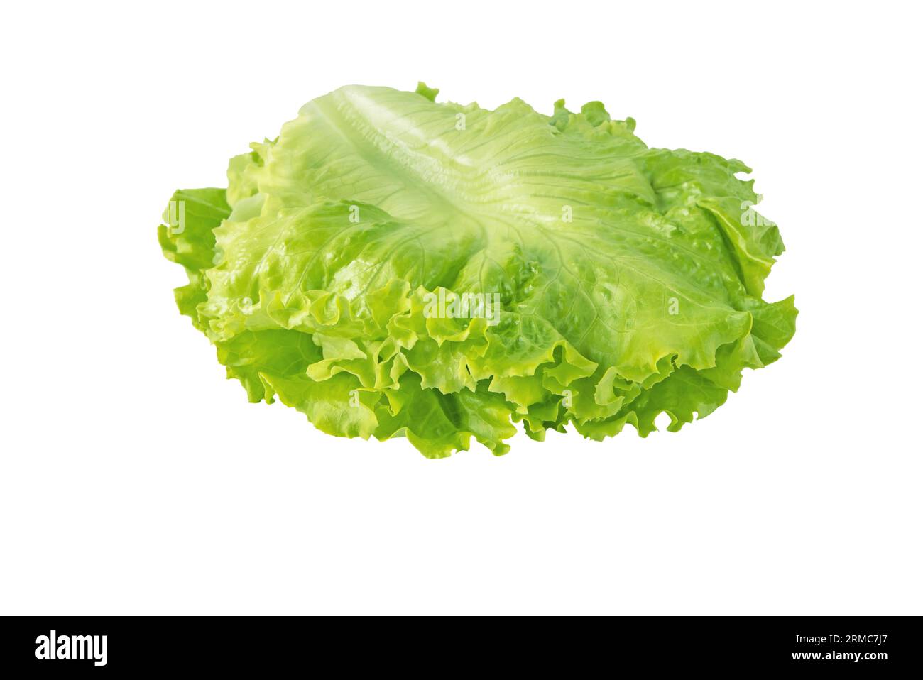 Grüne Salatblätter mit gelocktem Salat, die für die Verwendung im Sandwich isoliert auf weiß angeordnet sind. Hamburger Gemüsezutat. Stockfoto