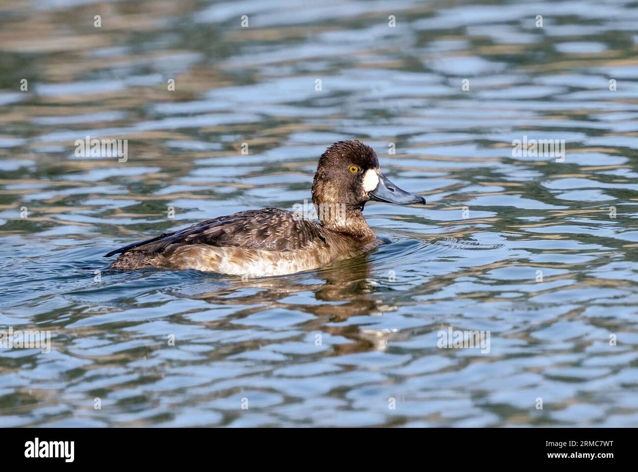 Eine kleine Scaup-Ente aus nächster Nähe, die im Frühjahr in einem See schwimmt. Stockfoto