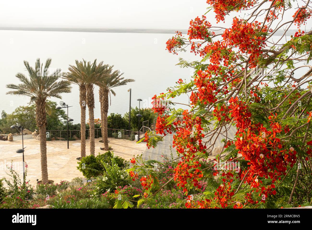 royal poinciana (Delonix regia), Flammenbaum, Flammenbaum, Flammenbaum, pfauenbaum, wunderschöner blühender Baum am Meer des Toten Meeres Jordanien Stockfoto