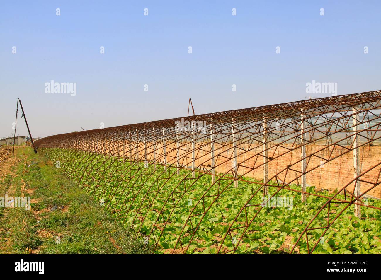 Gemüsegewächshaus-Innenlandschaft in ländlichen Gebieten, nordchina Stockfoto