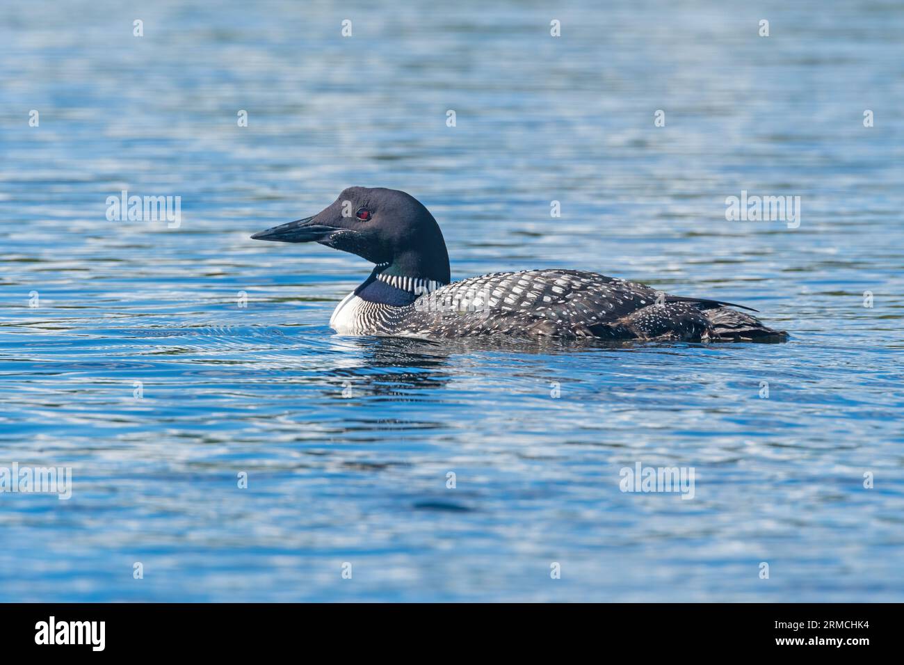 Am sonnigen Septembertag am Ogishkemuncie Lake in den Boundary Waters in Minnesota Stockfoto