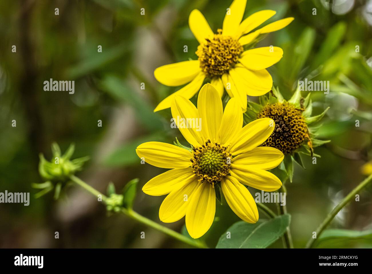 Leuchtend gelbe Sonnenblumen wachsen aus dem Canyon im Providence Canyon State Park in Lumpkin, Georgia. (USA) Stockfoto