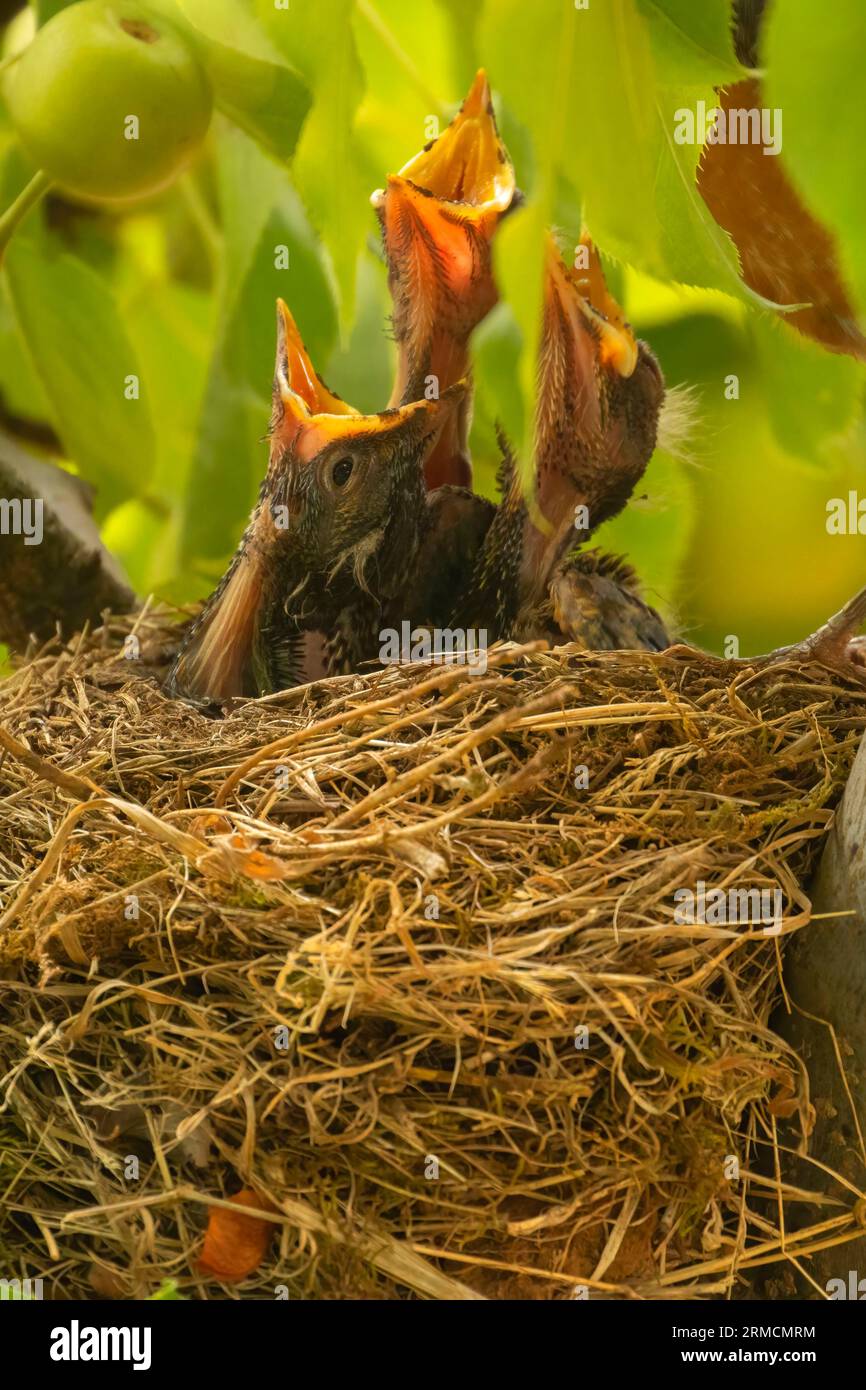 robin (Turdus migratorius) Nest, Marion County, Oregon Stockfoto