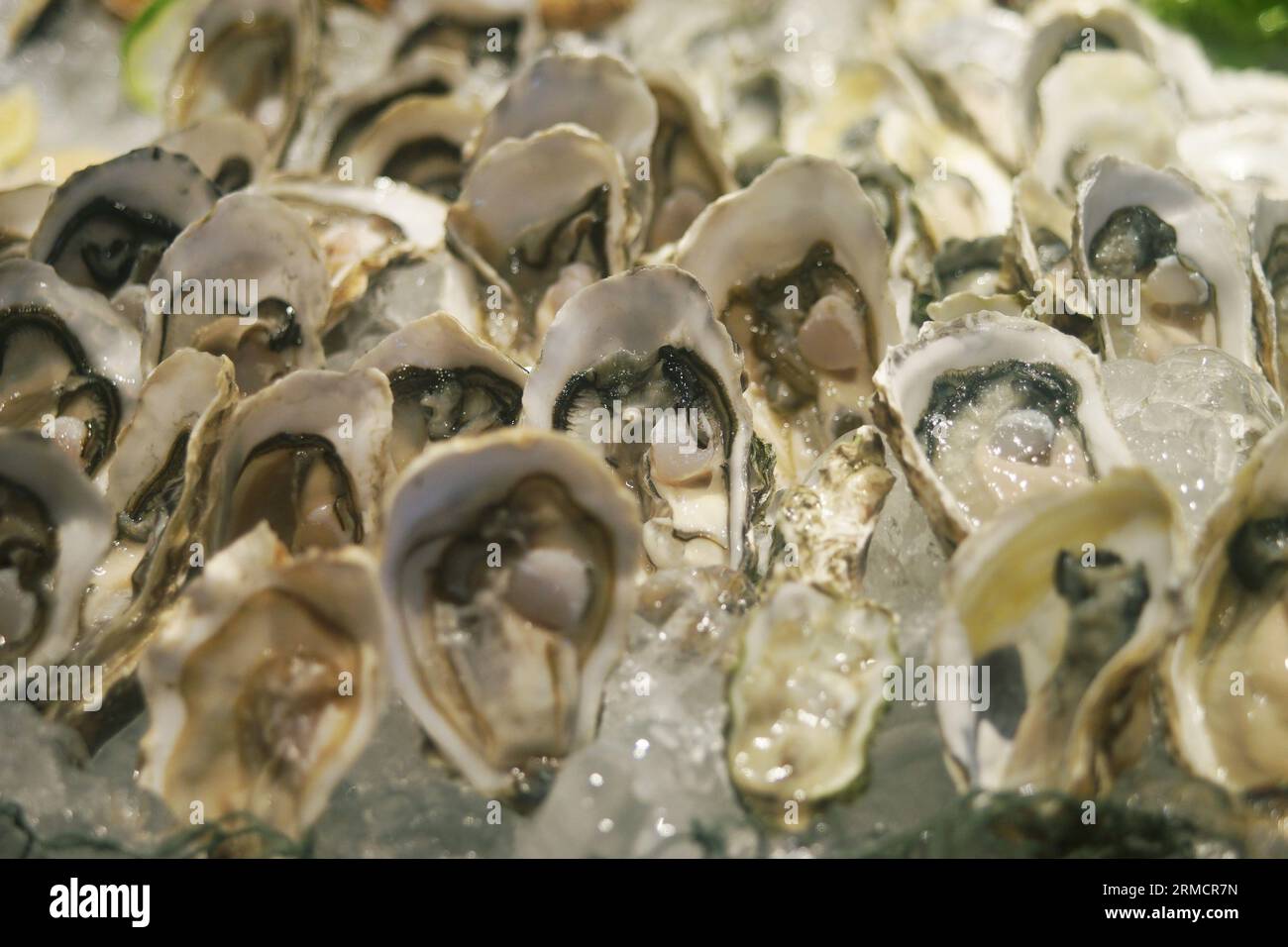 Frische Austern am Buffet im Restaurant Stockfoto