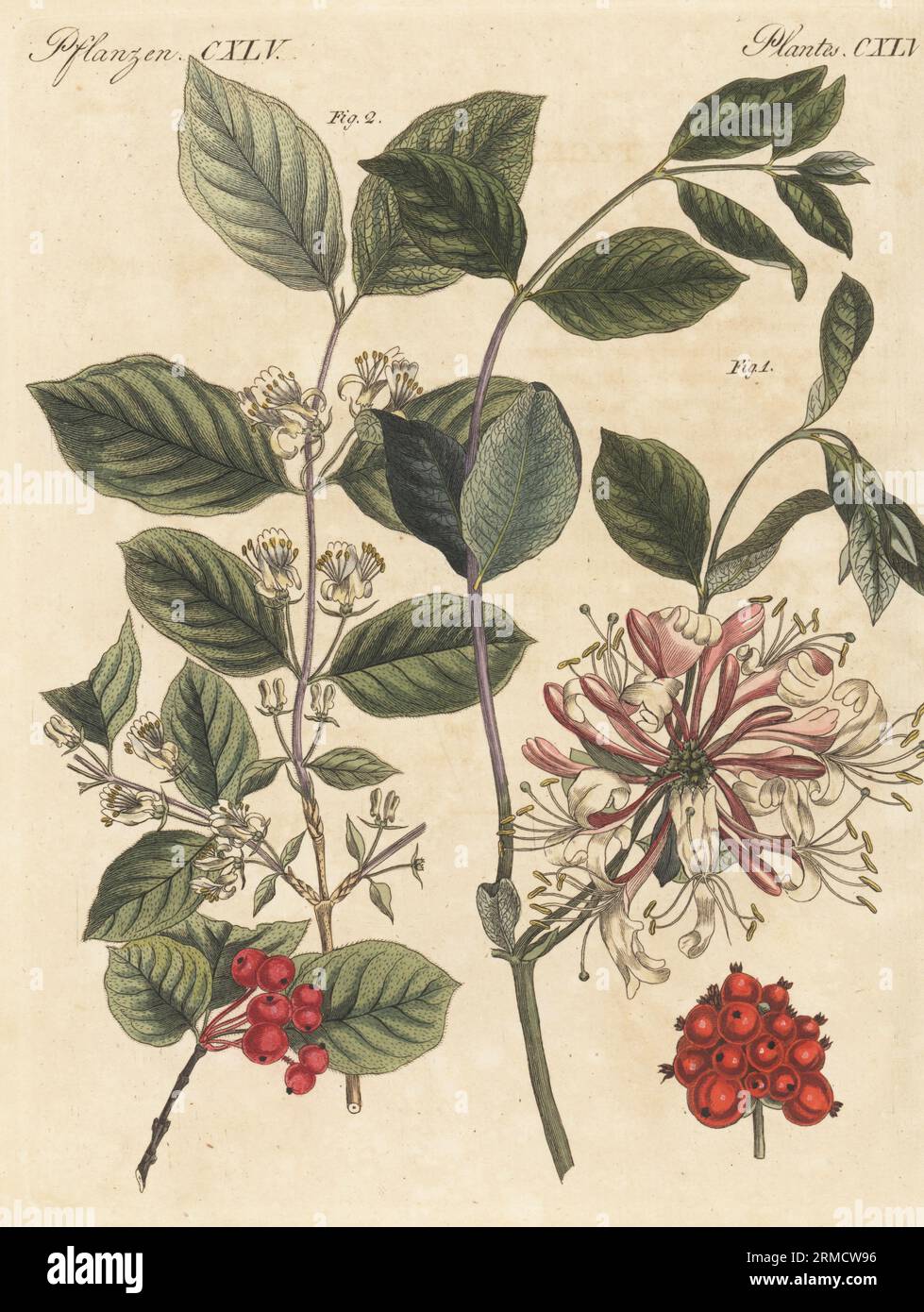 Geißblatt, Lonicera periclymenum 1, und Geißblatt, Lonicera xylosteum 2. Die Botanicals wurden von Henriette Westermayr, Conrad Westermayr, F. Götz und C. Ermer gezeichnet. Handkolorierter Kupferstich aus Carl Bertuchs Bilderbuch fur Kinder, Weimar, 1815. Eine 12-bändige Enzyklopädie für Kinder, illustriert mit fast 1.200 gravierten Platten über Naturgeschichte, Wissenschaft, Kostüm, Mythologie usw., veröffentlicht von 1790-1830. Stockfoto