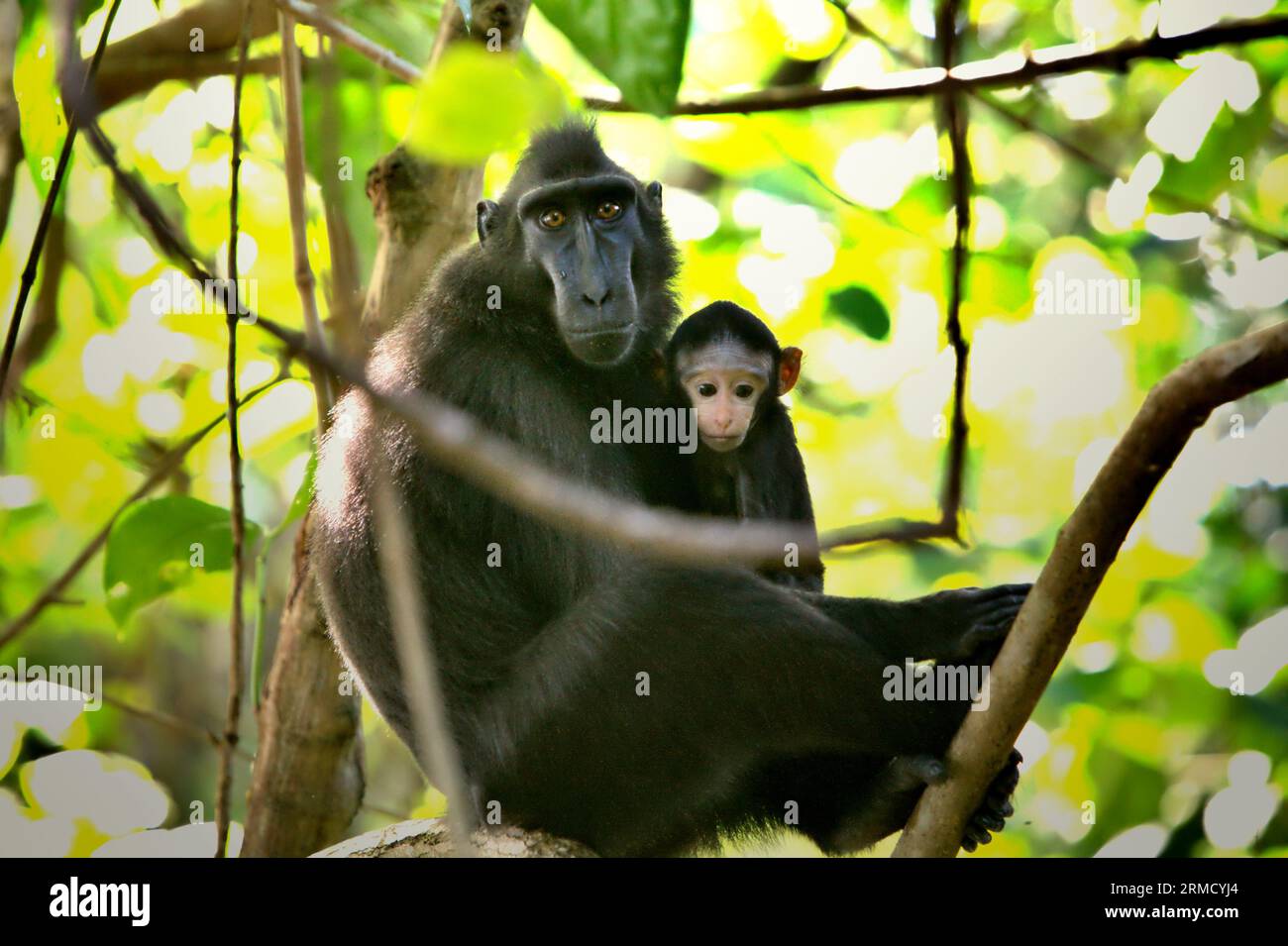 Ein Celebes-Makaken (Macaca nigra) kümmert sich um ein Kind, das auf einem Baum im Tangkoko-Wald in Nord-Sulawesi, Indonesien, ruht. Klimawandel und Krankheiten stellen eine neue Bedrohung für Primaten dar, während Makaken mit Hauben zu den 10 % der Primatenarten gehören, die besonders anfällig für Dürren sind. Ein kürzlich erschienener Bericht zeigte, dass die Temperatur im Tangkoko-Wald tatsächlich steigt und der Fruchtbestand insgesamt zurückgeht. Macaca nigra gilt als eine Schlüsselart in ihrem Lebensraum, eine wichtige "Dachart" für den Erhalt der biologischen Vielfalt. Stockfoto