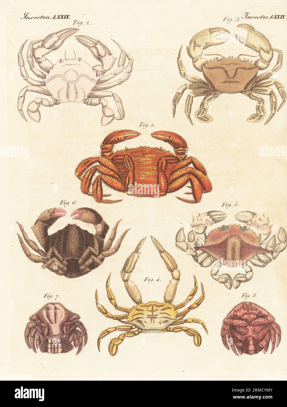 Samtkrabbe, Necora puber 1,3, Hafenkrabbe, Liocarcinus depurator 2, Amphithrax aculeatus 4, Mondkrabbe, Matuta victor 5, Steinkrabbe, Menippe rumphii 6 und Schwammkrabbe, Dromia personata 7,8. Handkolorierter Kupferstich aus Carl Bertuchs Bilderbuch fur Kinder, Weimar, 1815. Eine 12-bändige Enzyklopädie für Kinder, illustriert mit fast 1.200 gravierten Platten über Naturgeschichte, Wissenschaft, Kostüm, Mythologie usw., veröffentlicht von 1790-1830. Stockfoto