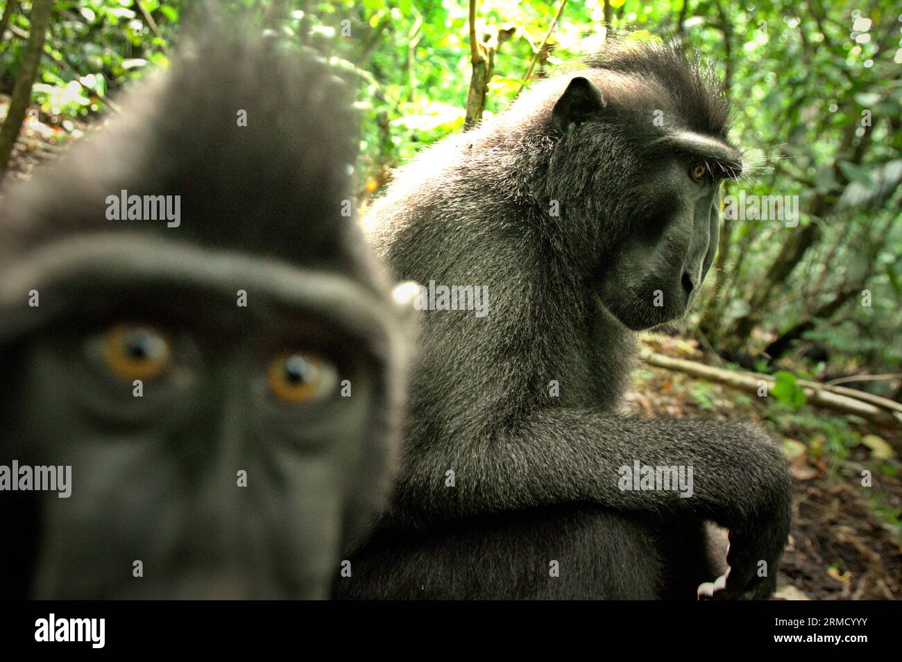 Zwei Individuen von Sulawesi-Makaken (Macaca nigra) werden im Tangkoko Nature Reserve, Nord-Sulawesi, Indonesien, fotografiert. Der Klimawandel könnte die Habitateignung von Primatenarten verringern, was sie zwingen könnte, sich aus sicheren Lebensräumen zu entfernen und mehr potenziellen Konflikten mit Menschen ausgesetzt zu sein, sagen Wissenschaftler. Ein kürzlich erschienener Bericht ergab, dass die Temperatur im Tangkoko-Wald tatsächlich steigt und der Fruchtbestand insgesamt zurückgeht. Die Makaken gehören zu den 10 % der Primatenarten, die sehr anfällig für Dürren sind. Stockfoto