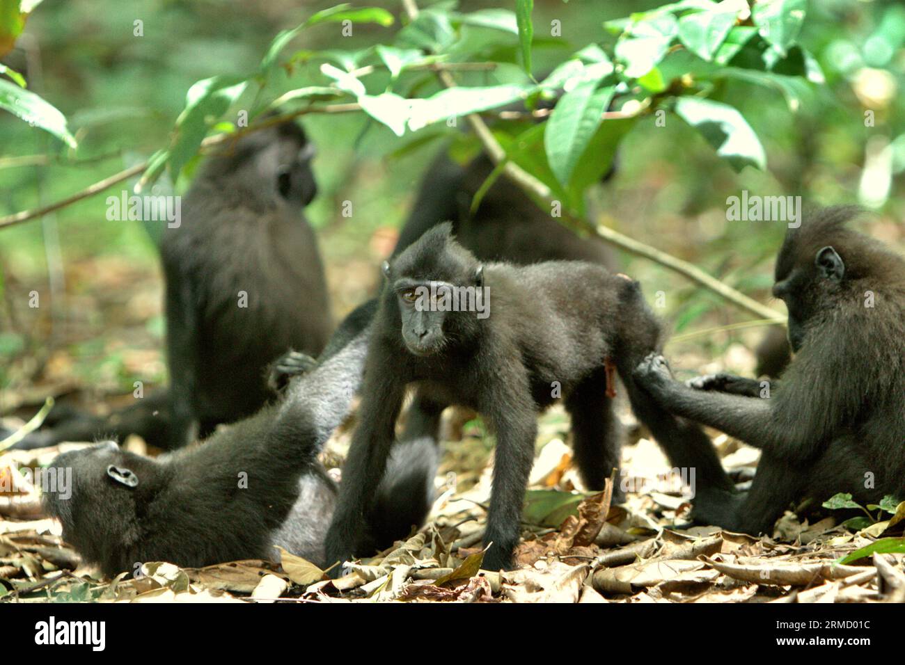 Ein junger Celebes-Makaken (Macaca nigra) starrt, während er fotografiert wird, da er mit seiner Gruppe soziale Aktivitäten im Tangkoko-Wald, Nord-Sulawesi, Indonesien, ausübt. Klimawandel und Krankheiten stellen eine neue Bedrohung für Primaten dar, während Makaken mit Hauben zu den 10 % der Primatenarten gehören, die besonders anfällig für Dürren sind. Ein kürzlich erschienener Bericht zeigte, dass die Temperatur im Tangkoko-Wald tatsächlich steigt und der Fruchtbestand insgesamt zurückgeht. Macaca nigra gilt als eine Schlüsselart in ihrem Lebensraum, eine wichtige "Dachart" für den Erhalt der biologischen Vielfalt. Stockfoto