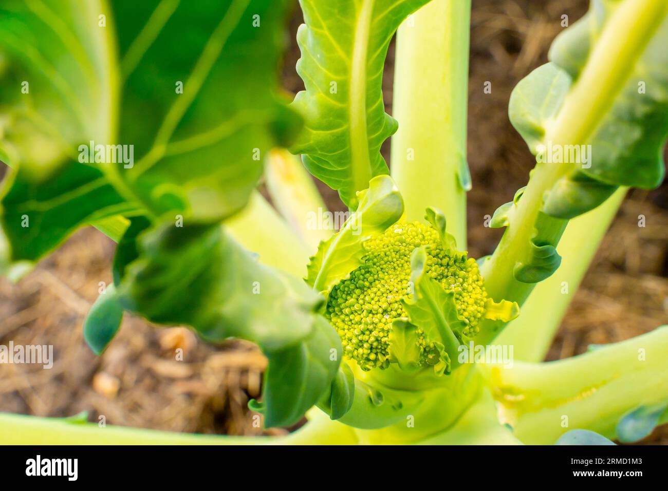 Ein junger Brokkoliensprossen wächst in einem Gartenbett aus der Nähe Stockfoto