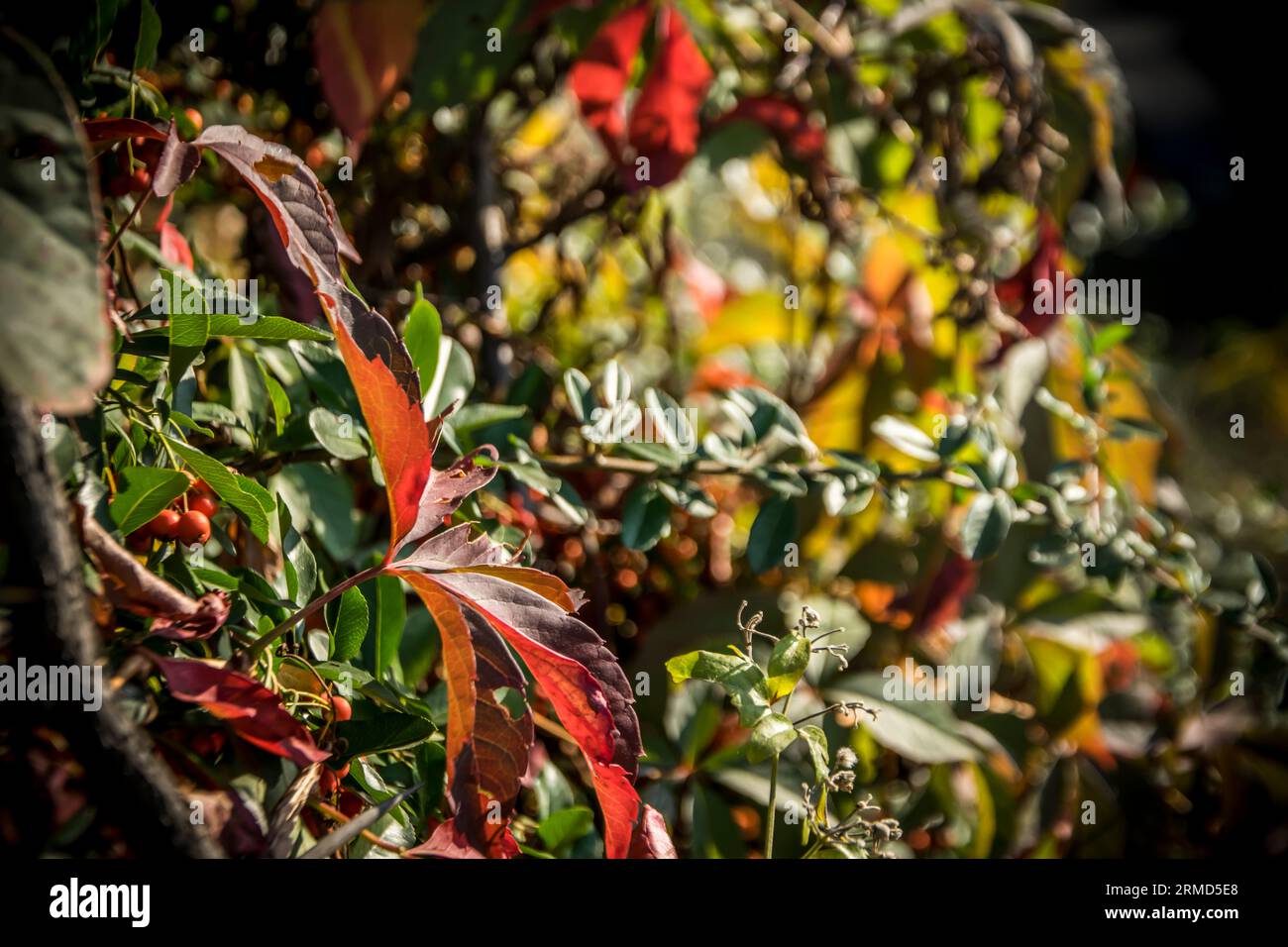 Lebhafte bunte Blätter in roten, grünen und gelben Farben im Herbst Stockfoto