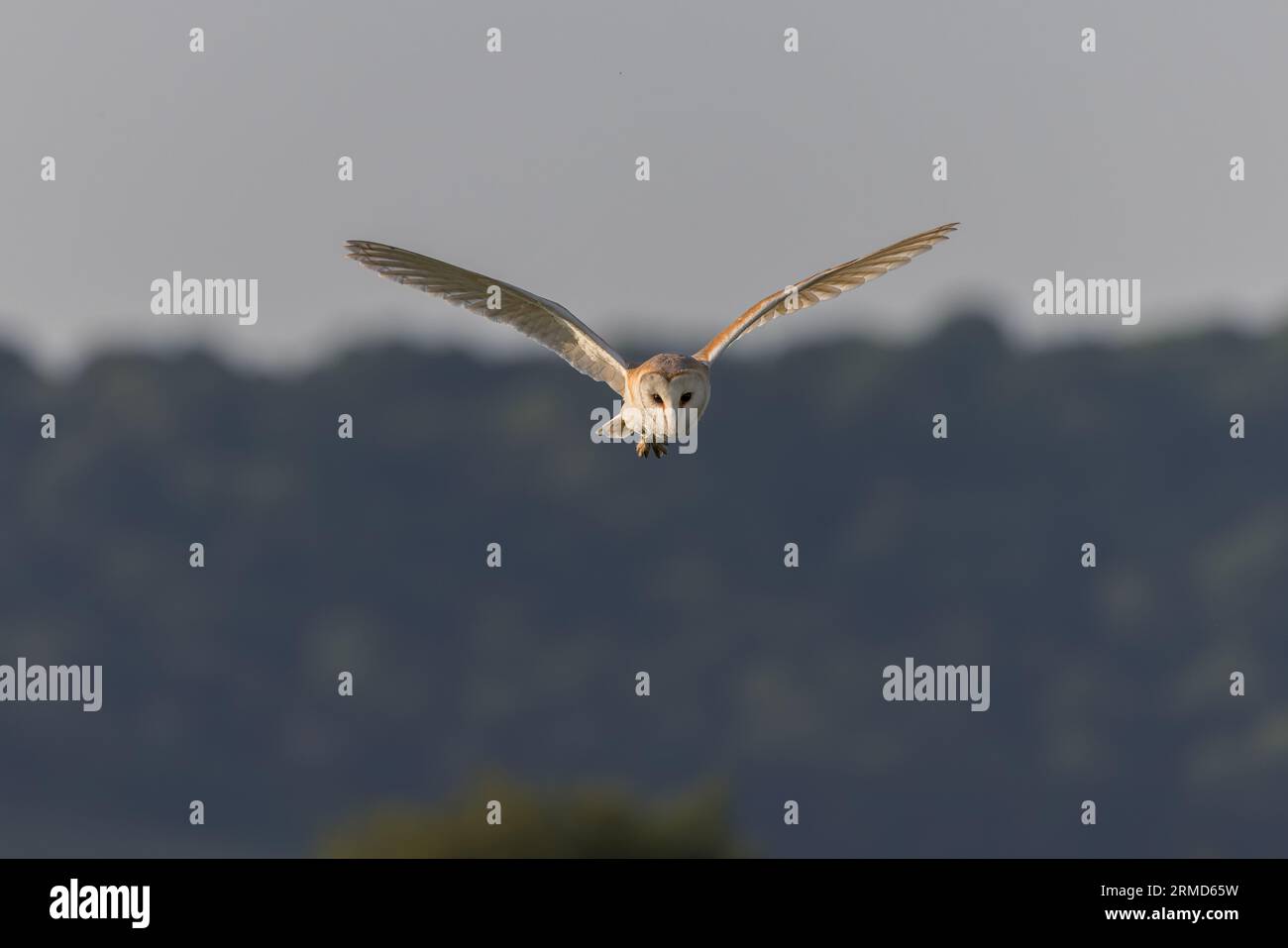 Scheuneneule [ Tyto alba ] im Flug Stockfoto