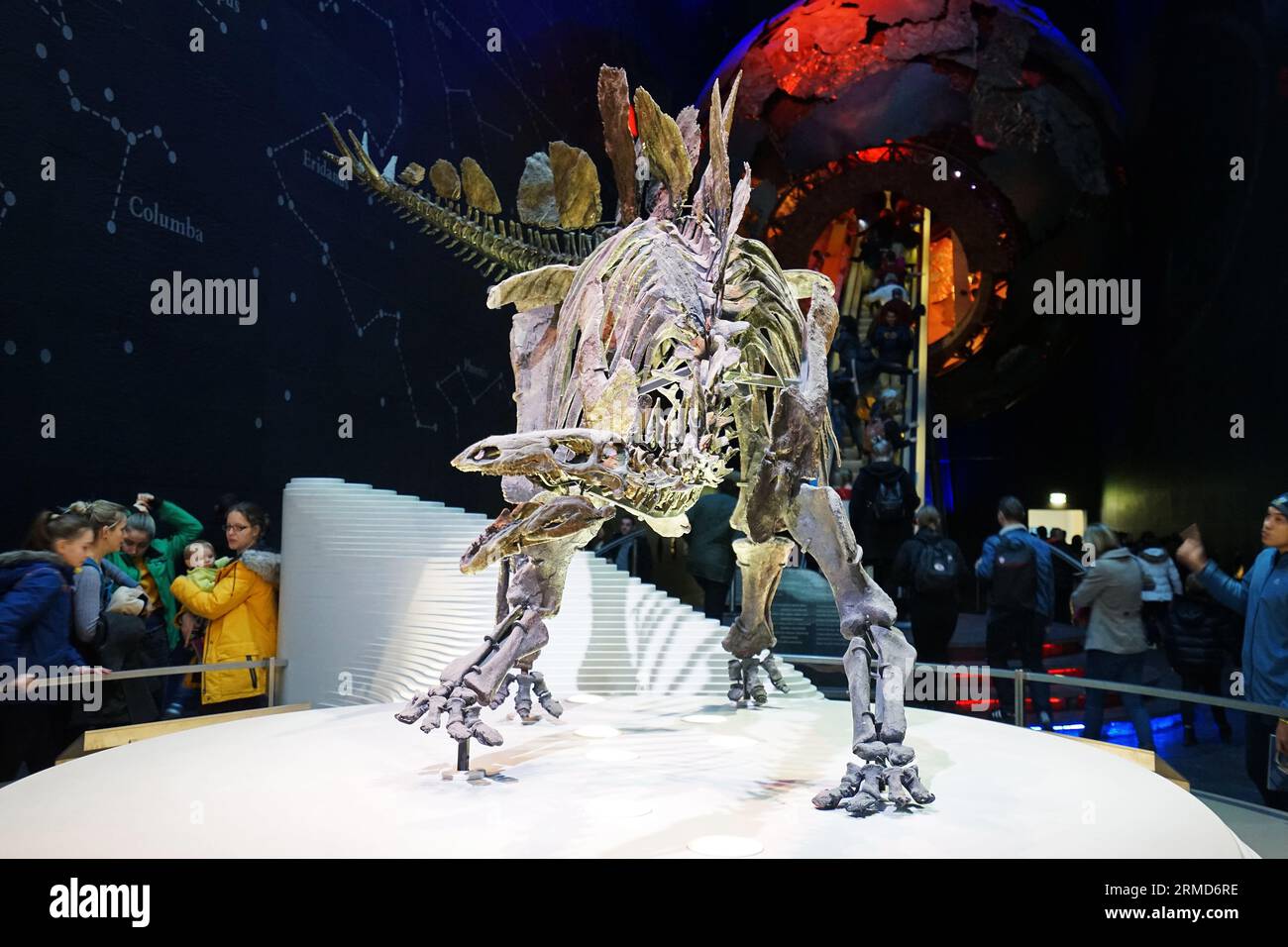 Details und Design des Stegosaurus Dinosaurier Skeletts namens Sophie im Naturhistorischen Museum, dem Zentrum der Exzellenz Sammlungen in der Taxonomie - Großbritannien Stockfoto