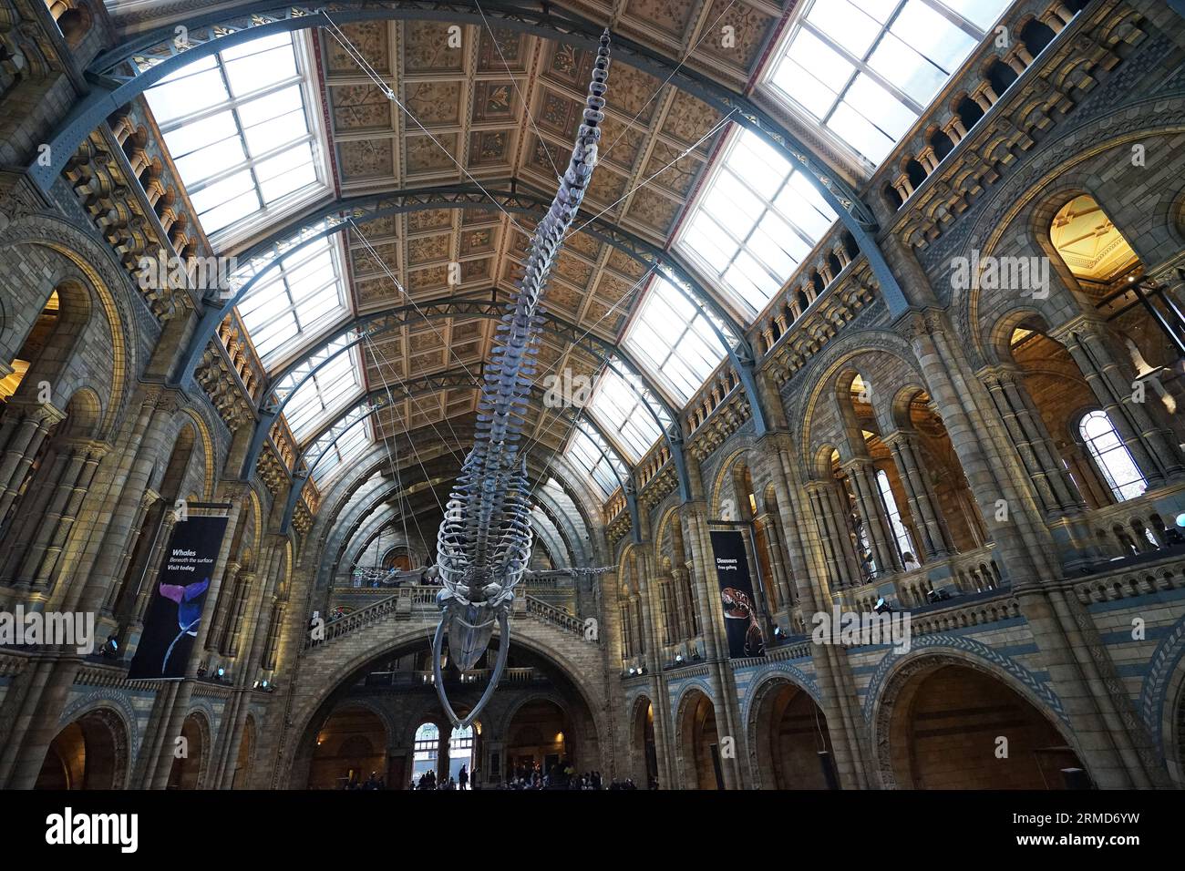 Blauwal-Skelett namens „HOPE“ im Natural History Museum, dem britischen Zentrum für Exzellenz-Sammlungen im Bereich Taxonomie und Biodiversität Stockfoto