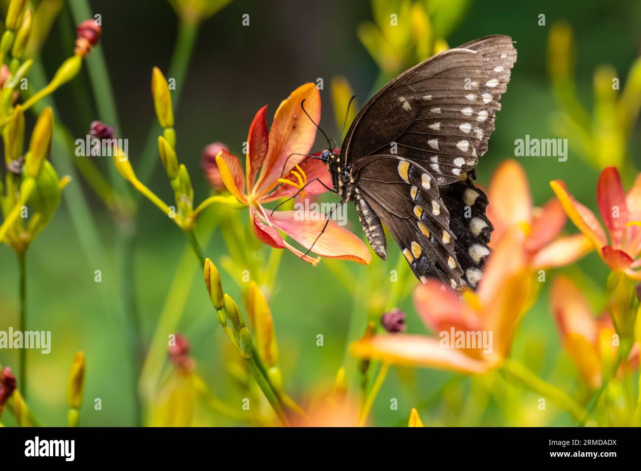 Östlicher Tiger Swallowtail (Papilio glaucus), dunkler Morph, auf einer bunten Gartenblume in Jacksonville, Florida. (USA) Stockfoto