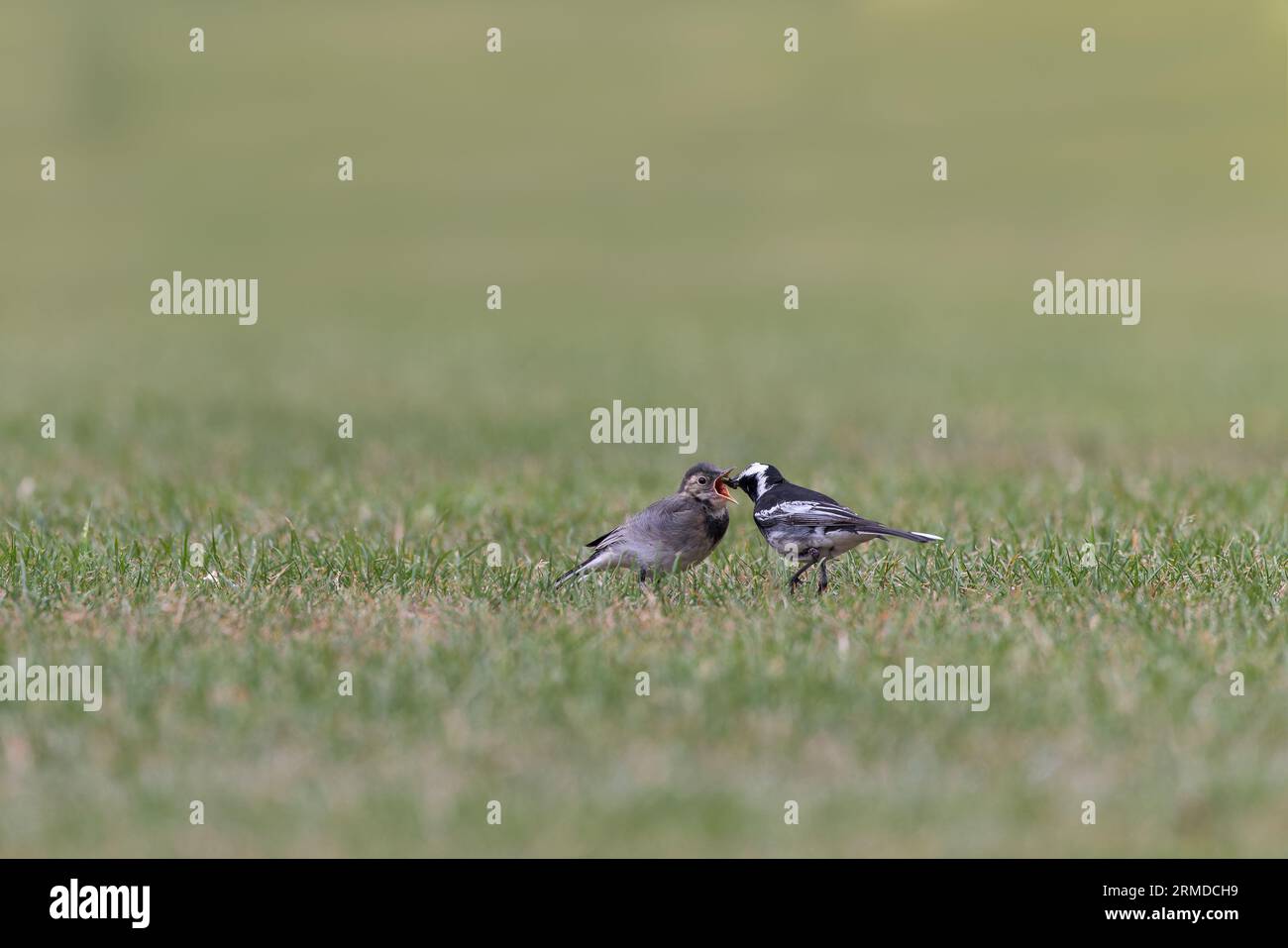 Rattenschwanz [ Motacilla alba ] auf dem Rasen mit Insekten im Schnabel/Schnäbel, der Jungvögel ernährt Stockfoto