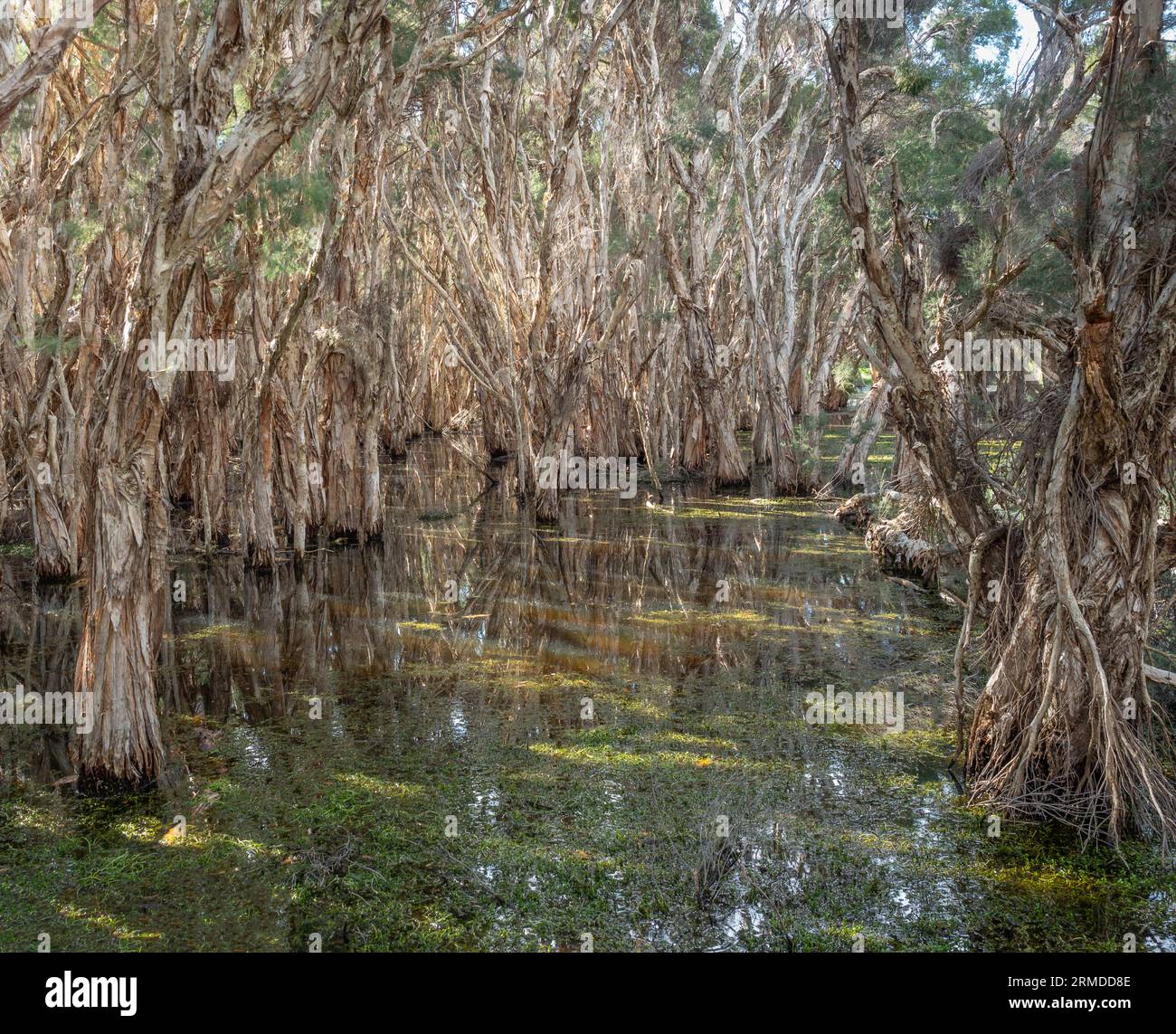 Ein Papierrindenwald (Melaleuca quinquenervia) in einem Sumpf am Herdsman Lake in Perth, Western Australia. Stockfoto