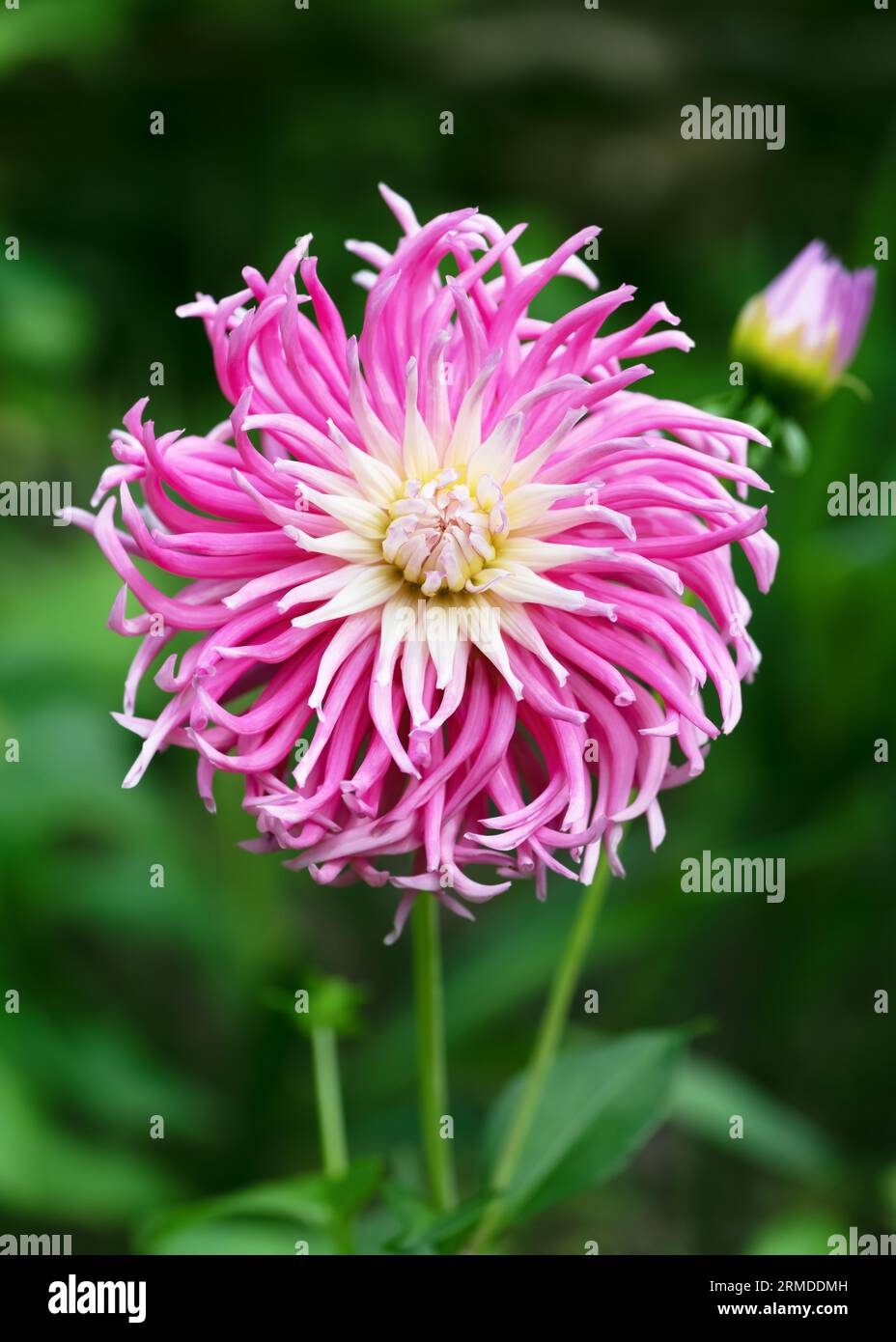 Wunderschöne Kakteen-Dahlia-Sterne-Favoriten mit glänzenden rosa und weißen Stachelblumen im Cottage-Garten. (Dahlie x Hybrida)selektiver Fokus. Stockfoto