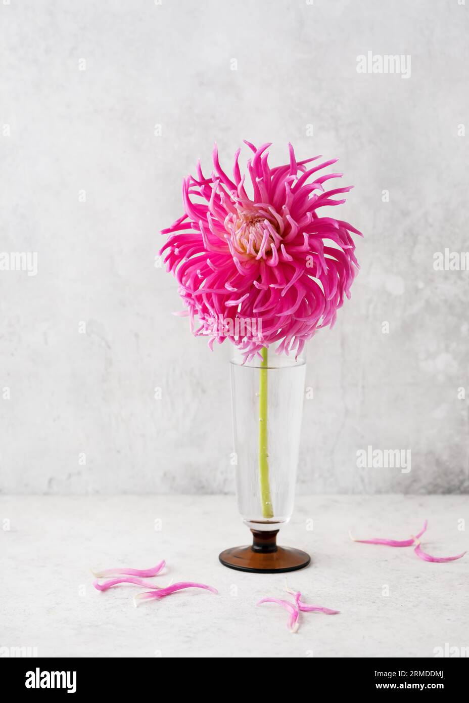 Wunderschöner Blumenstrauß aus rosa, violetten und weißen Kakteen-Dahlienblüten in einer Glasvase. Romantisches, minimalistisches Stillleben mit Blumen. Leerzeichen kopieren. Stockfoto