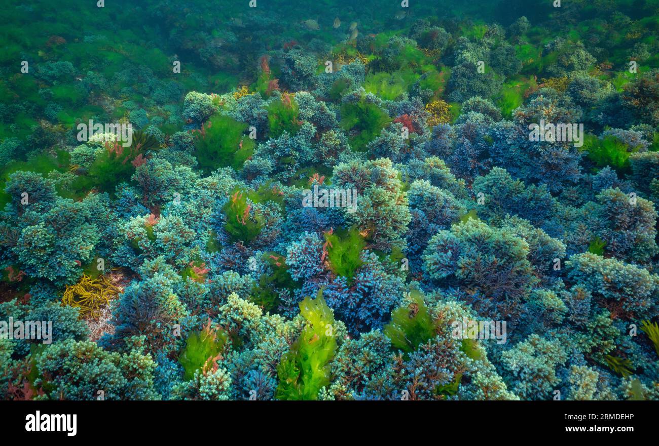 Bunte Algen unter Wasser im Atlantik, Naturlandschaft, Spanien, Galicien, Rias Baixas Stockfoto