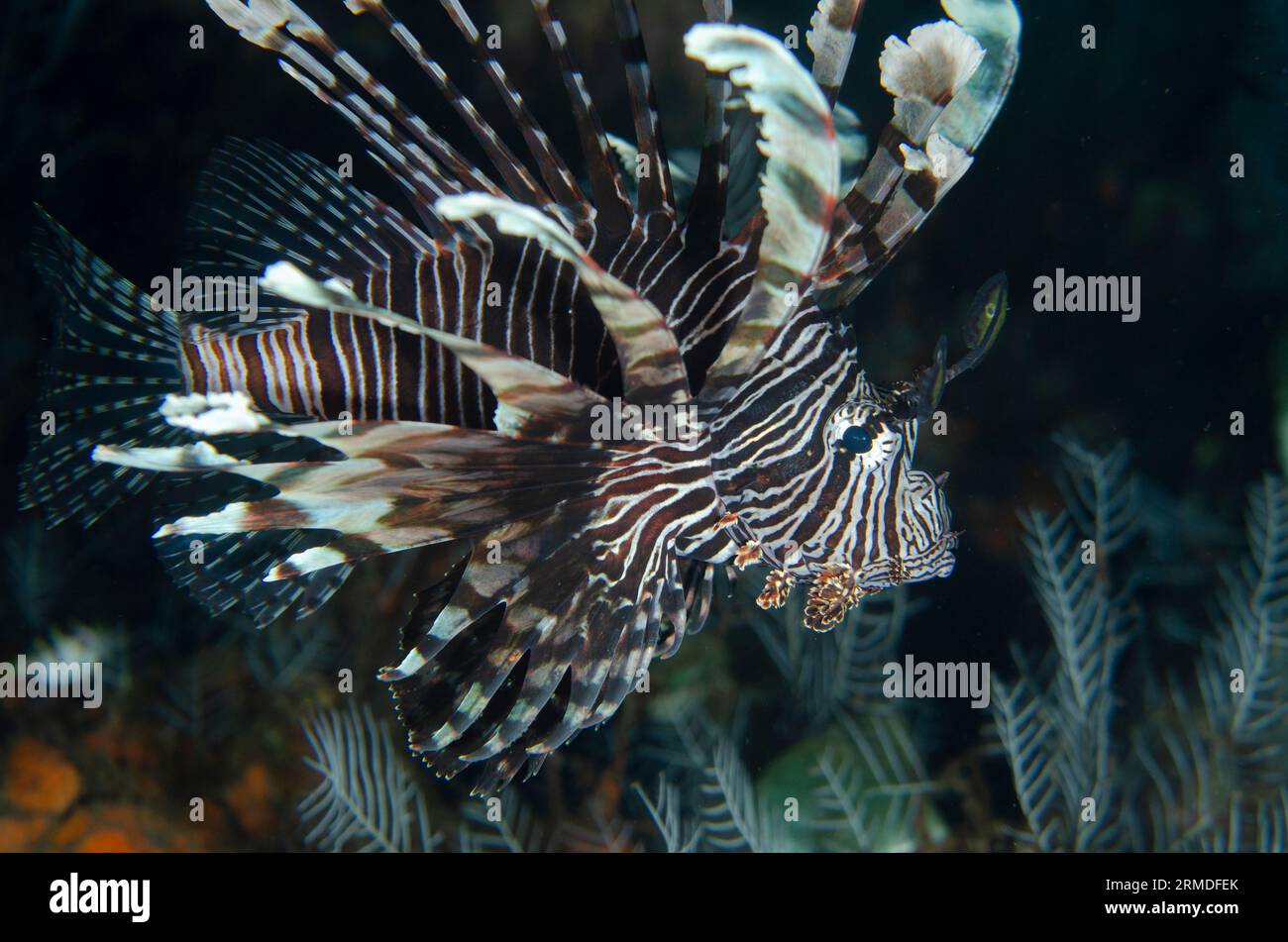 Lionfish, Pterois Volitans, Nachttauchen, Scuba Seraya House Reef Tauchplatz, Seraya, Karangasem, Bali, Indonesien Stockfoto