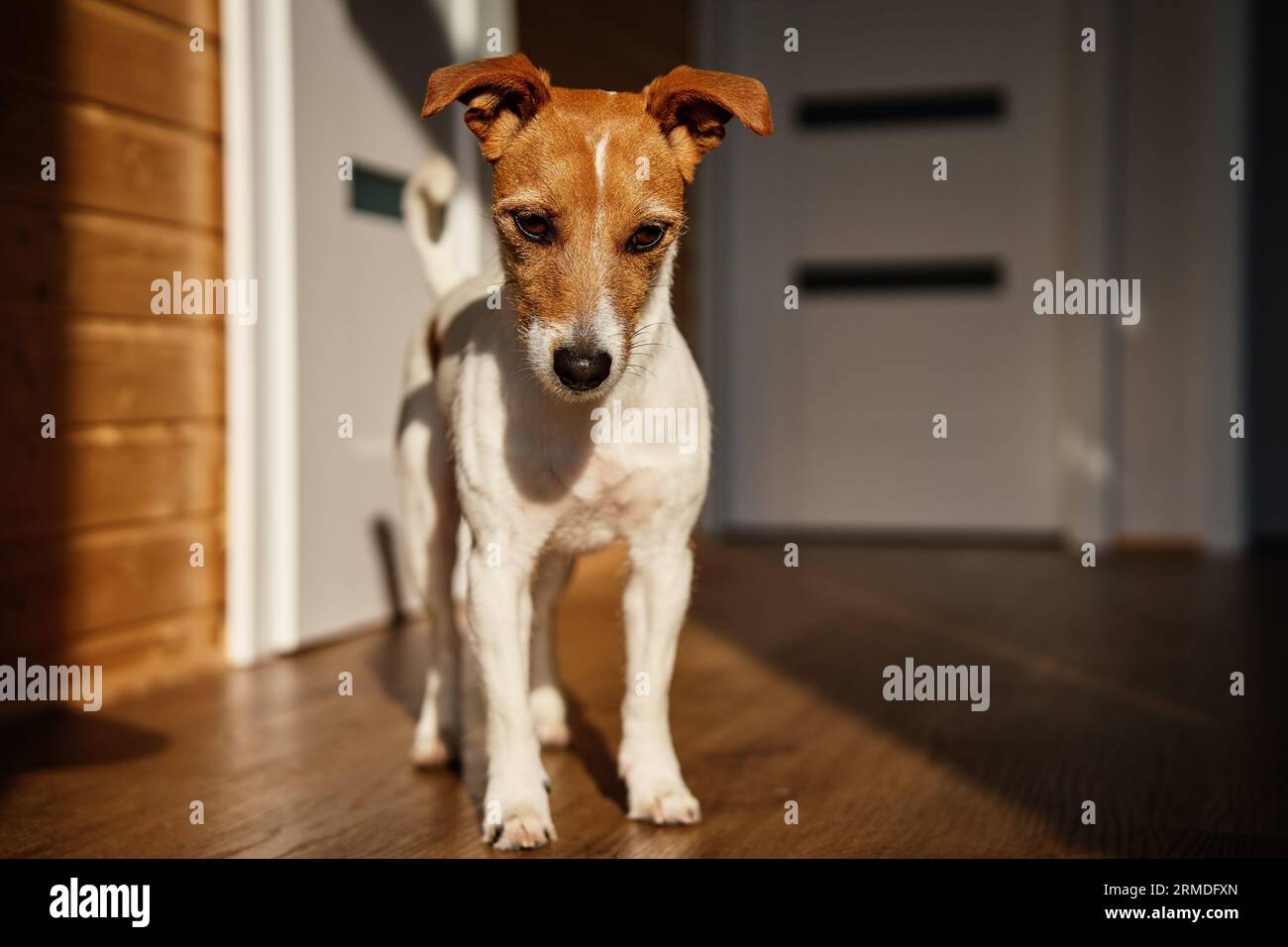 Niedlicher Hund zu Hause. Jack Russell Terrier Welpe steht auf dem Boden im Wohnzimmer Stockfoto