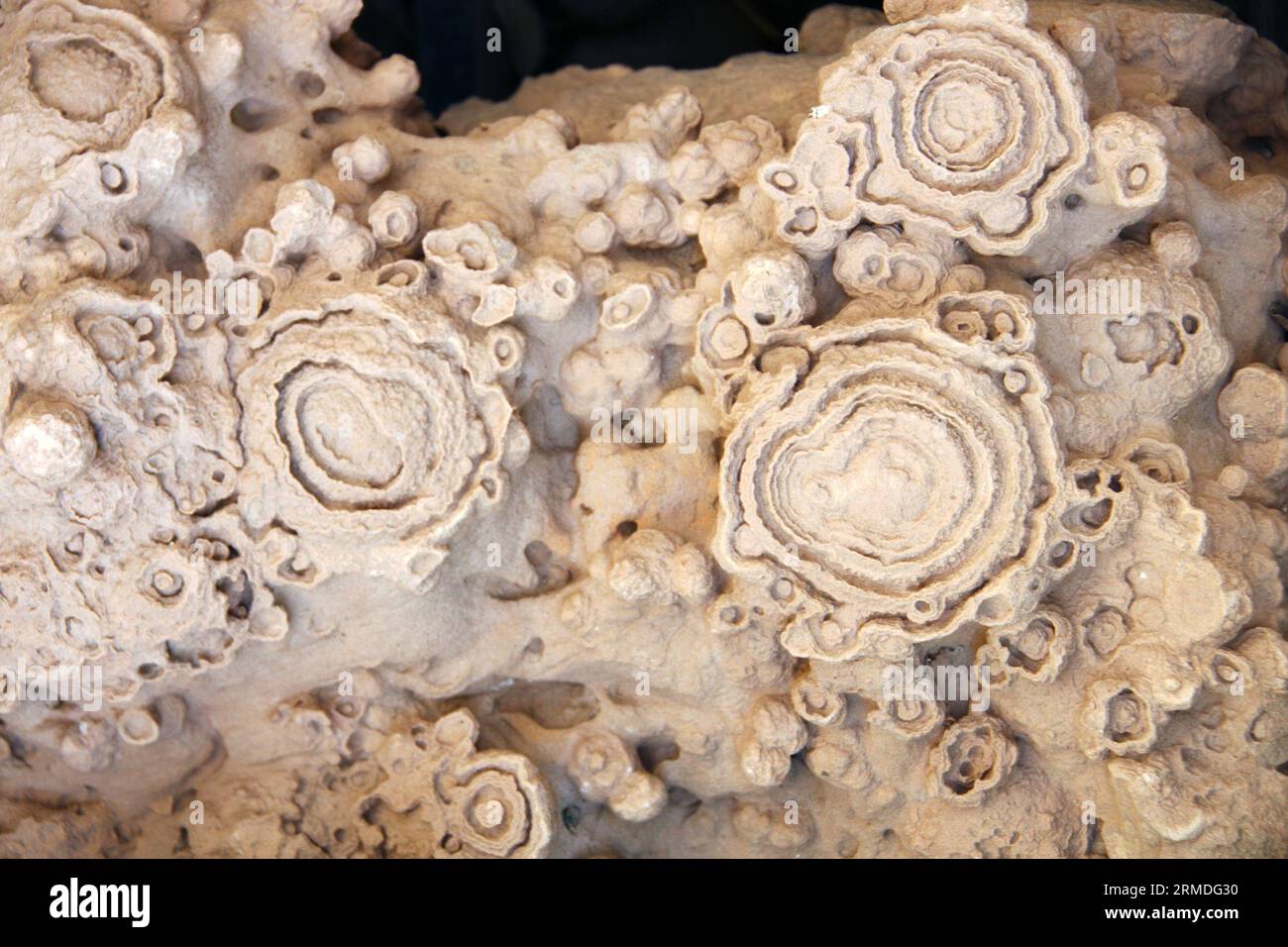 Versteinerter fossiler Stromatolith (Cyanobakterien, Blaualgen). Stromatolithen in Stein Stockfoto