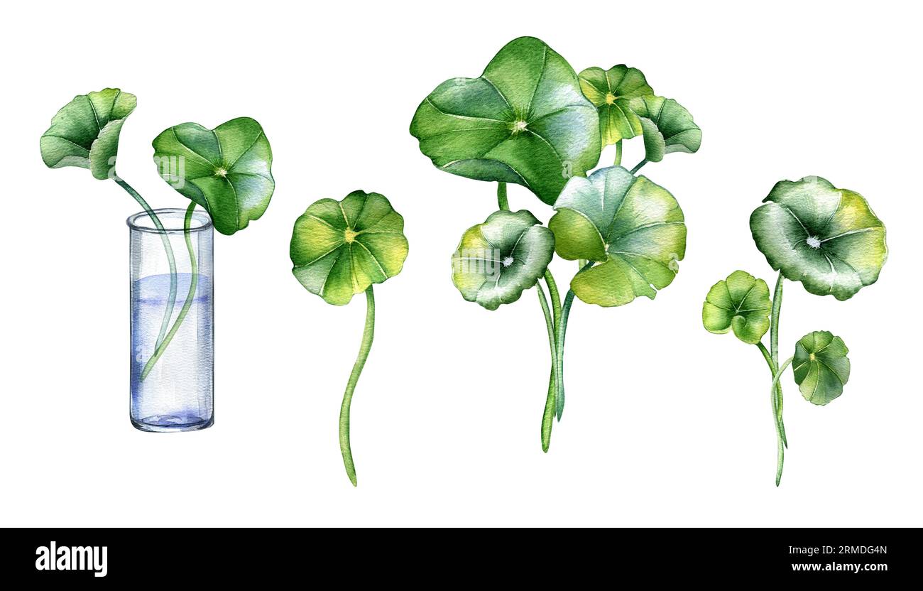Set Centella asiatica, Glaskolben Aquarellillustration isoliert auf weiß. Pennykraut, gotu Kola Kräuterpflanzen von Hand gezeichnet. Konstruktionselement für Stockfoto