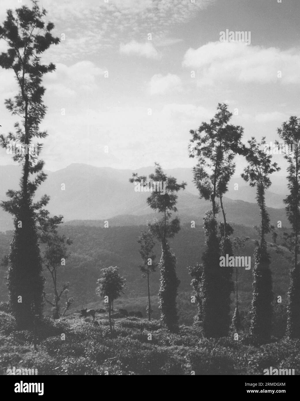 Alte Vintage schwarz-weiß Anfang der 1900er Jahre Silber Gelatine getönte Print Landschaftsbäume Indien Stockfoto