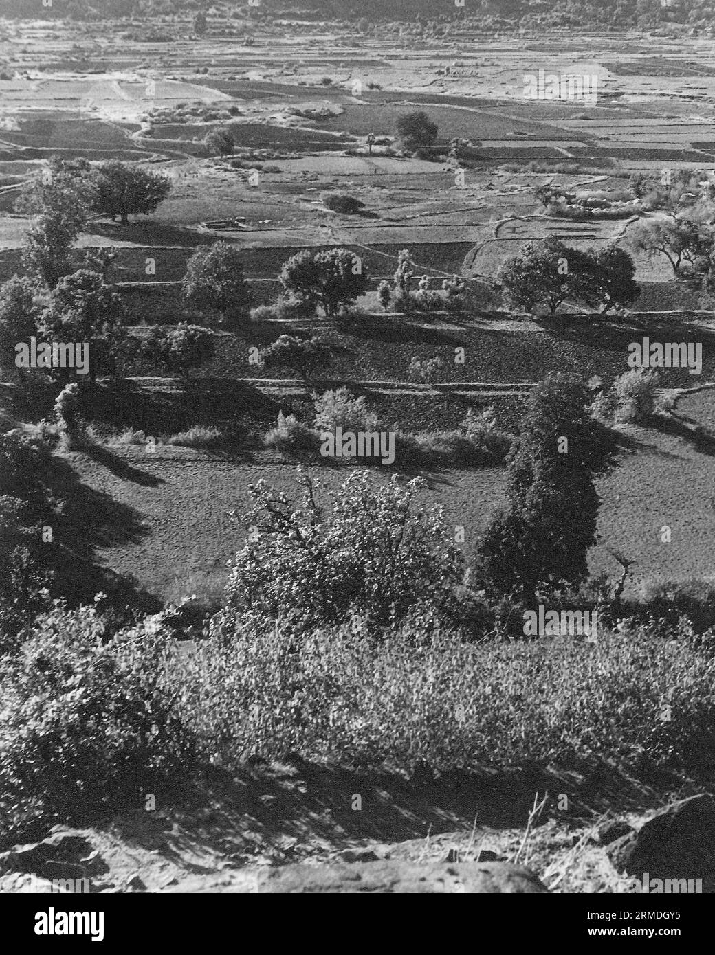 Alte Vintage schwarz-weiß Anfang der 1900er Jahre Silber Gelatine getönte Print Landschaftsbäume Indien Stockfoto