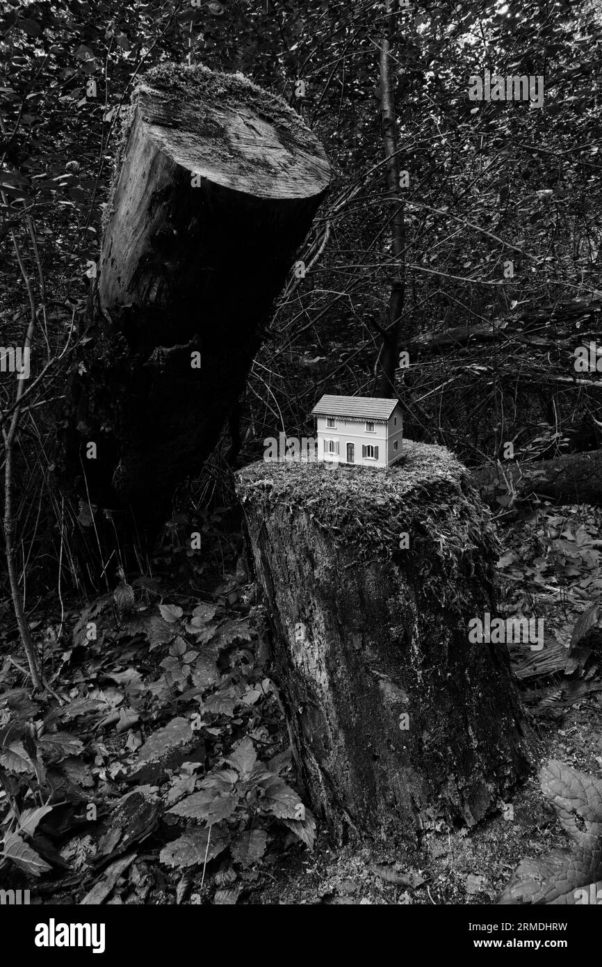 Haus auf gesägtem Baumstamm gebaut - Entwaldung Stockfoto