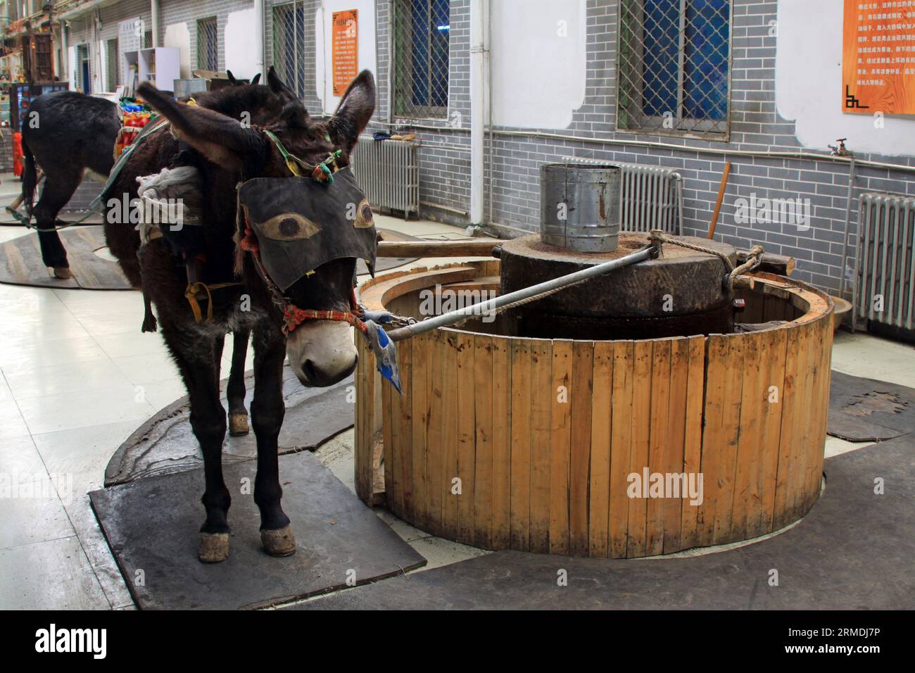 Esel zogen die buhrmühle und arbeiteten auf einer Farm in China Stockfoto