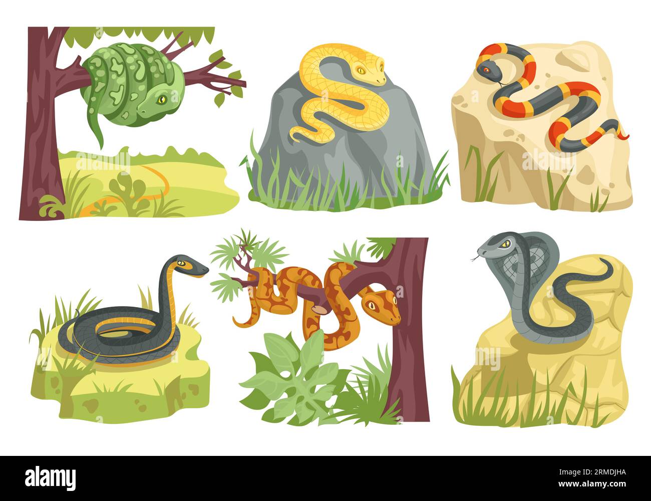 Schlangenarten. Schuppige kriechende Reptilien mit Habitatelementen.  Zeichentrickfiguren aus der Natur. Giftige und erstickende Tiere.  Knigsschlange auf Stein. Python Stock-Vektorgrafik - Alamy