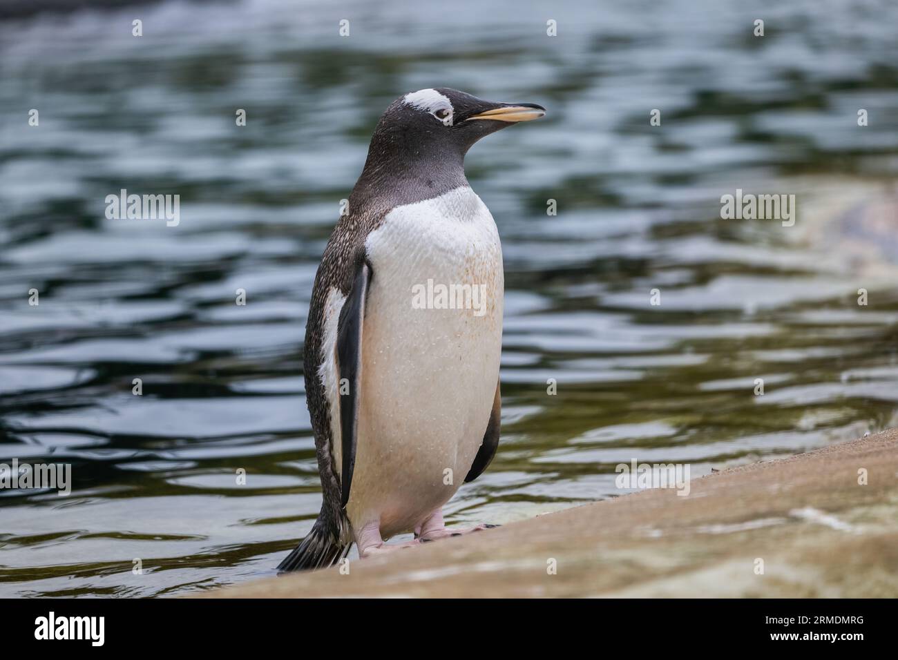 Der Gentoo-Pinguin (Pygoscelis papua), ein Tier aus der Familie der Spheniscidae, heimisch auf subantarktischen Inseln. Stockfoto