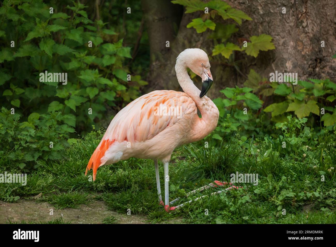 Chilenischer Flamingo (Phoenicopterus chilensis) sitzt im Gras, ruht mit geschlossenen Augen, Vogel in der Familie Phoenicopteridae, heimische Region: Chile, so Stockfoto