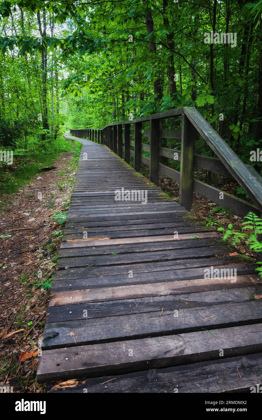 Holzweg durch das Naturschutzgebiet Sümpfe in Kampinos Wald Kampinoski Nationalpark, Region Masovia, Polen. Stockfoto