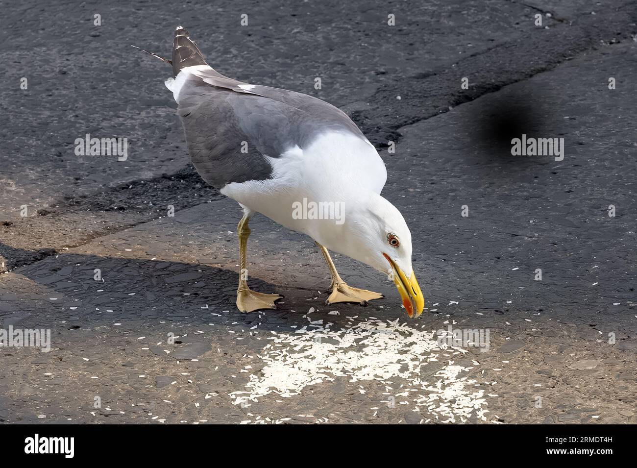Gelbbeinmöwe, Larus michahellis, Essen von verschüttetem Reis, Union Street, Belfast, Nordirland, Vereinigtes Königreich Stockfoto