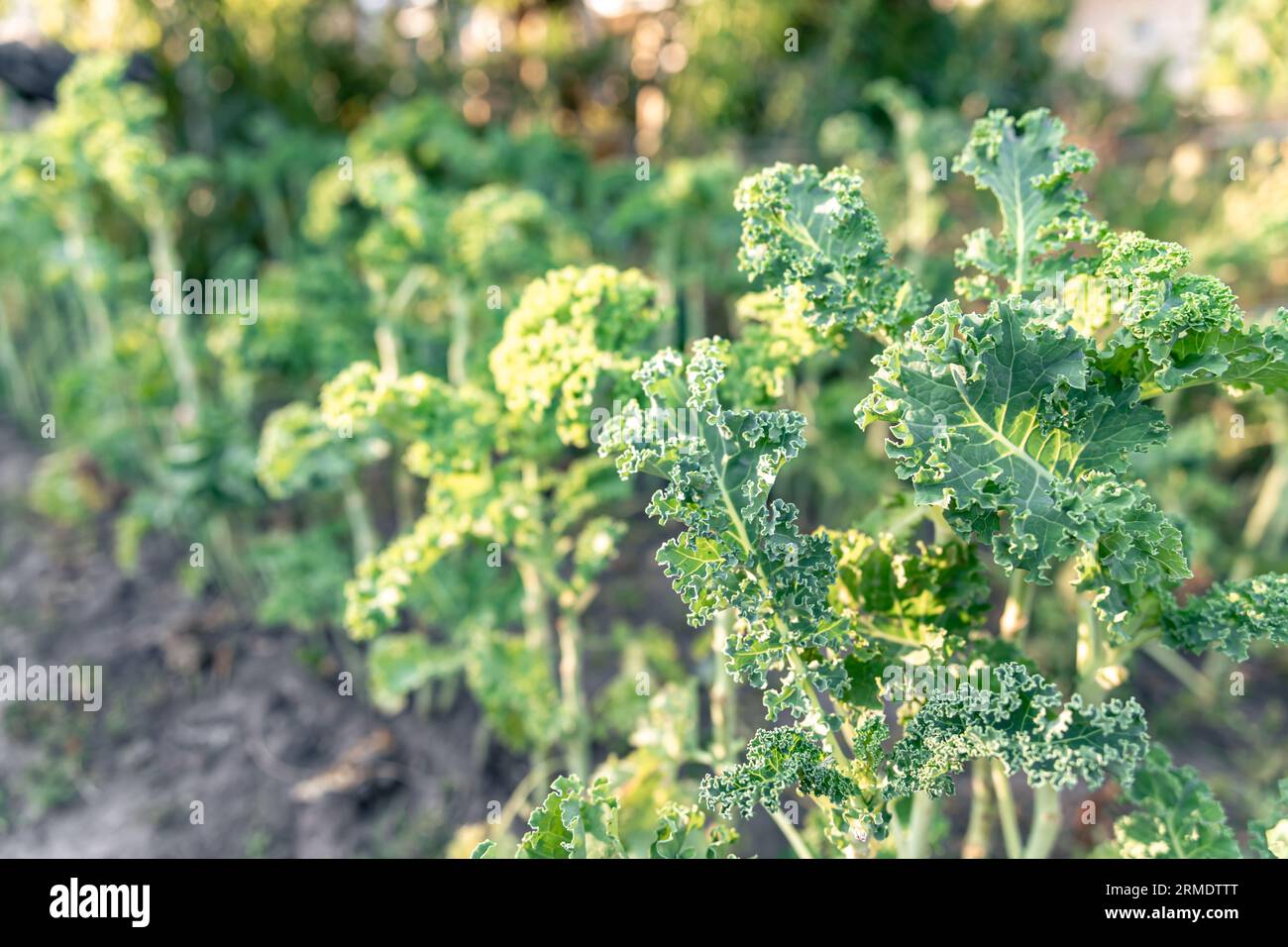 Nahaufnahme einer grünen Grünkohl-Pflanze in einem Gemüsegarten. Stockfoto
