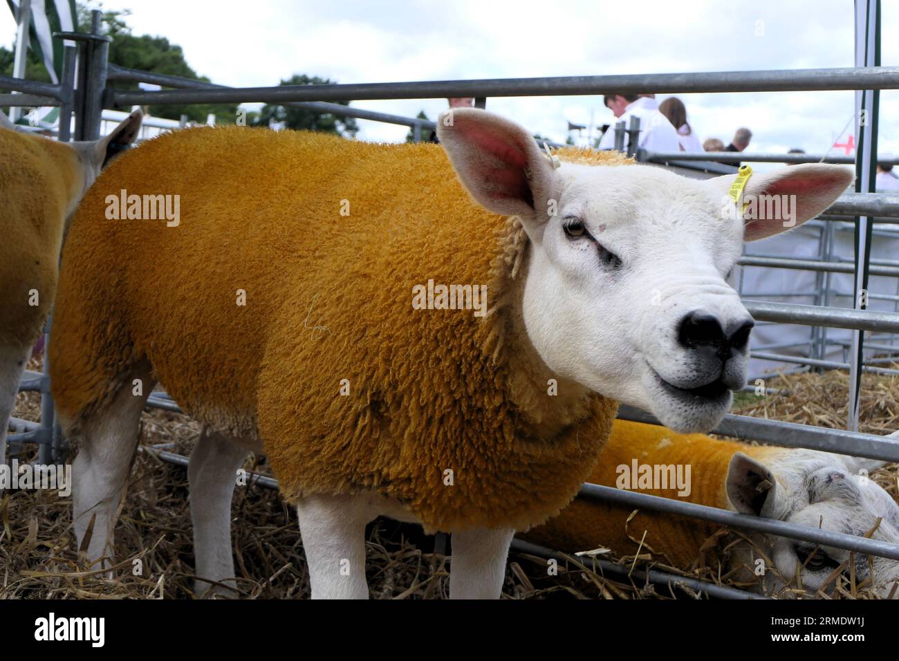 Landwirtschaft und Landwirtschaft im Vereinigten Königreich Stockfoto