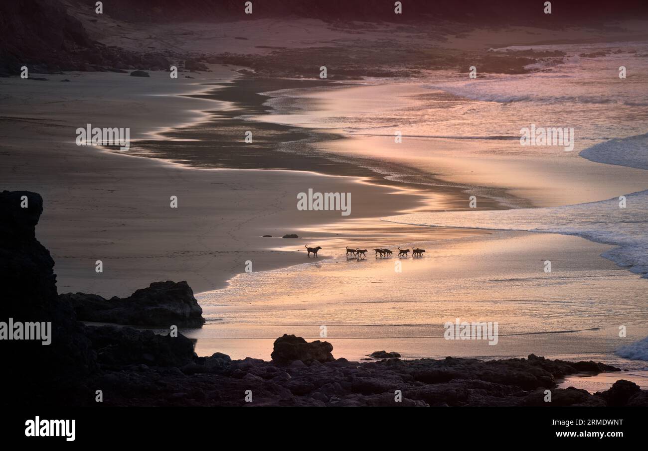 Gruppe Hunde am Strand am Abend - Weibchen mit sieben älteren Welpen geht ins Wasser Stockfoto