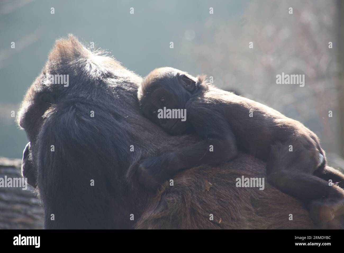 Der junge Gorilla sieht sicher und bequem auf dem Rücken der Mütter aus Stockfoto