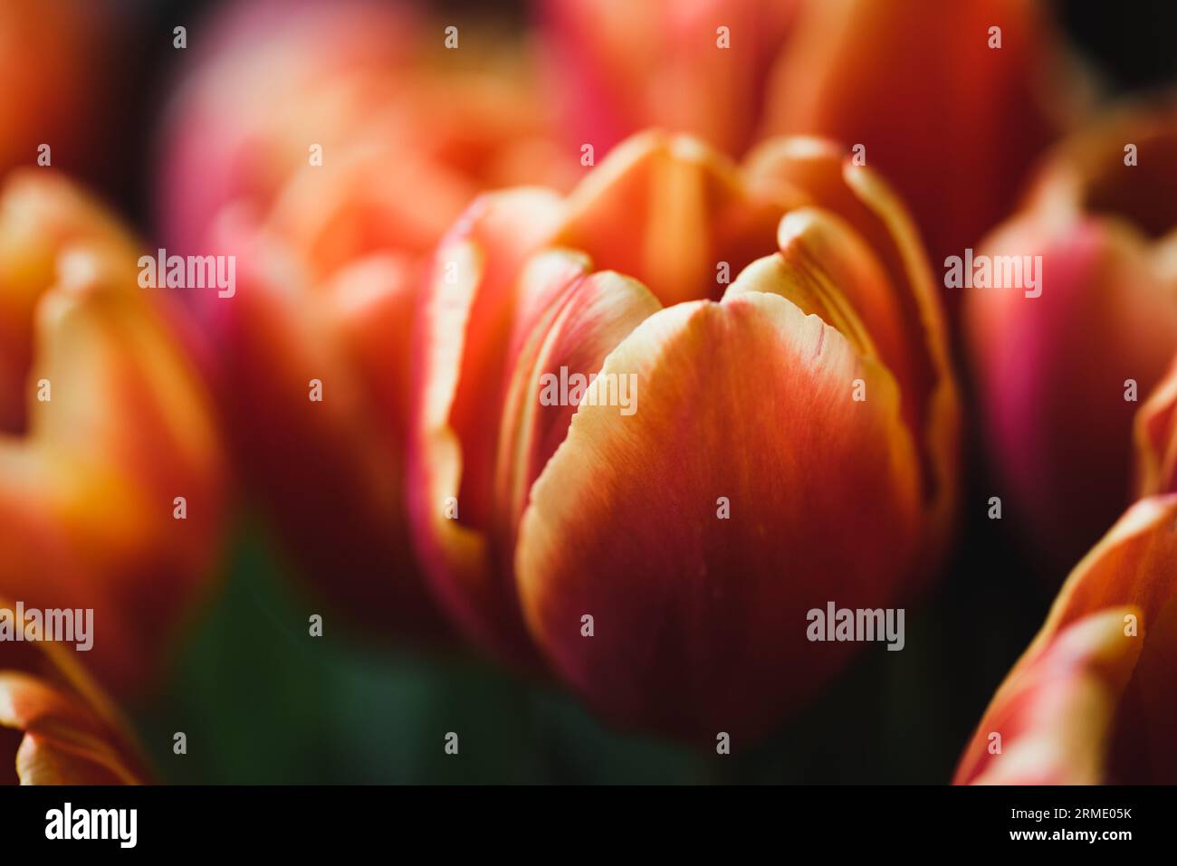 Nahaufnahme einer wunderschönen orangen Tulpe in einem Blumenbeet. Stockfoto