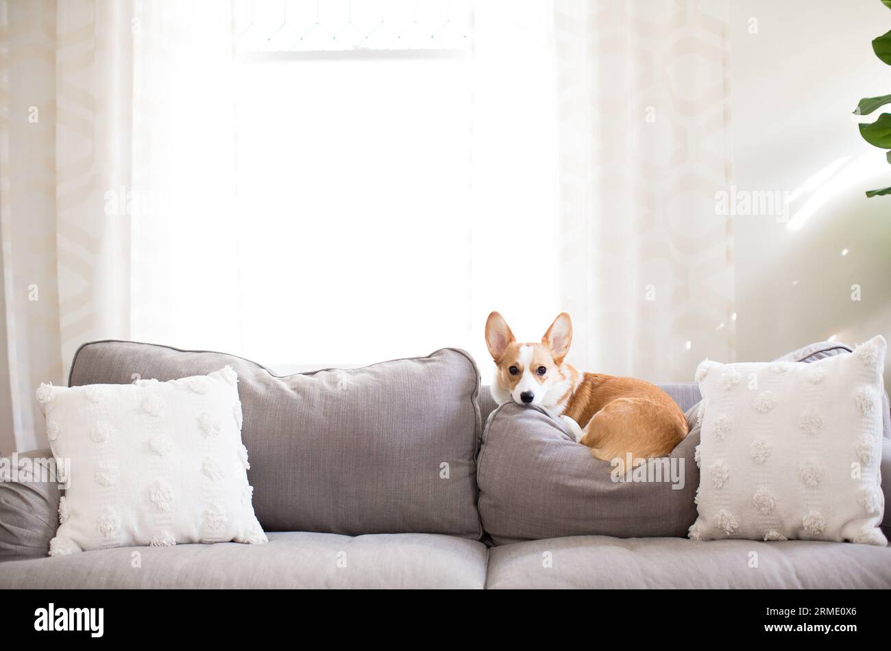 Rot-weißer Corgi-Hund auf Sofakissen in neutraler Einrichtung Stockfoto