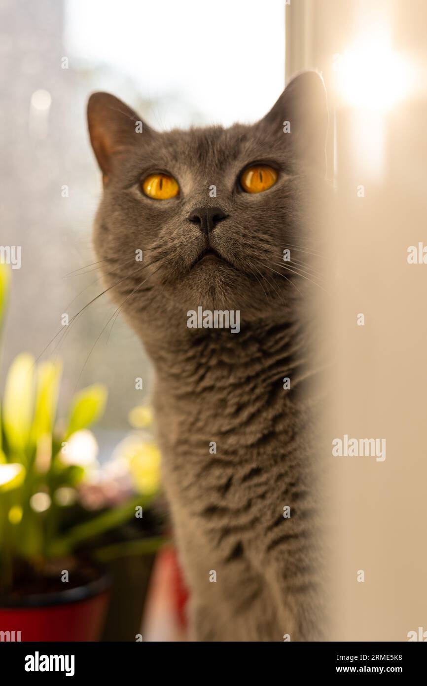 Britische blaue Katze am Fenster Stockfoto