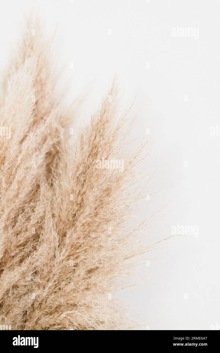 Boho-Pampas-Gras-Dekor an einer weißen Wand Stockfoto